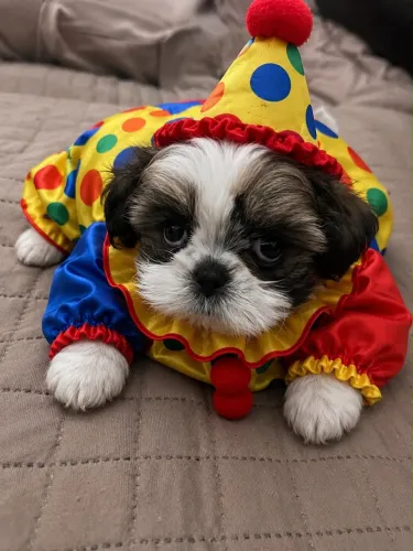 Shih tzu macho