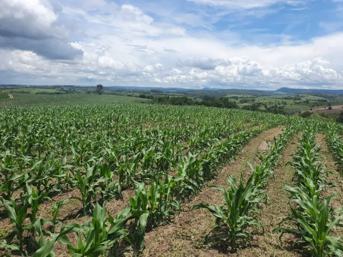 Fazenda 125 Alqueires, Aproveitamento de 70% em Lavoura, Solo Misto, Boa de Água com Rio,