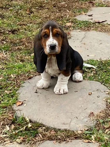 Filhotes Hound com pedigree fofos