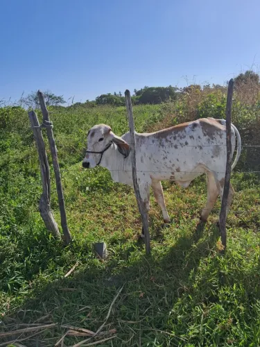 Novilha Girolândia 