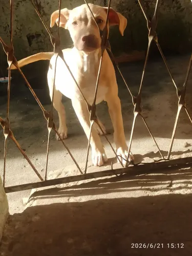 Pitbull fêmea