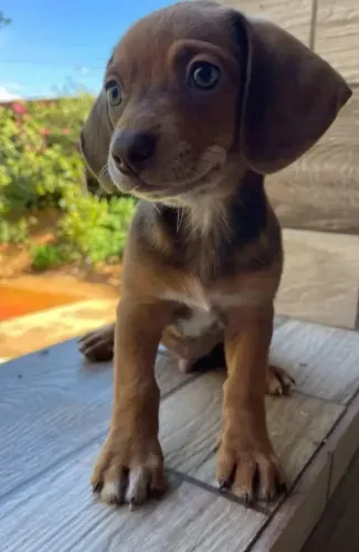 Doação de cachorrinho