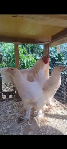 Terno galinhas Brahma wyatii