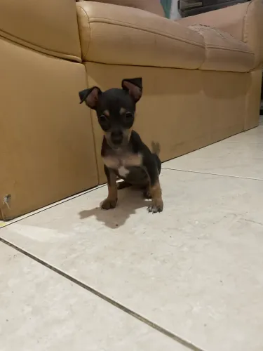 Filhote Pinsher número 1 fêmea