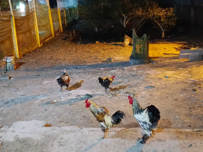 lote 4 galos de raça legítimas + brinde de 50Kg de ração Guabi imperdivel