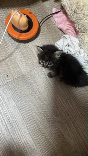 Doou gatinho filhote 