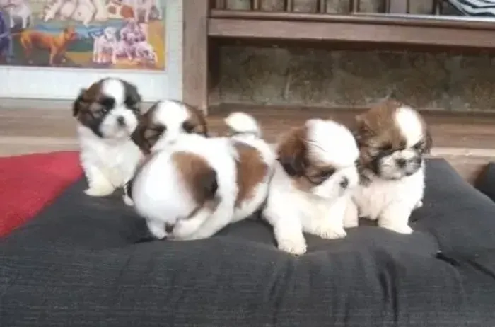 Shih Tzu Amizade que dura pra sempre