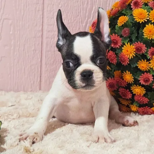 BullDog Francês: Um amiguinho atencioso super carinhoso