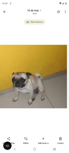 Troco Pug fêmea