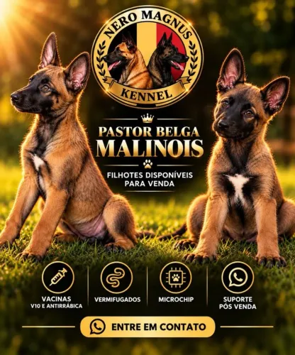 Filhotes de Pastor Belga Malinois Com Pedigree CBKC e Microchipados