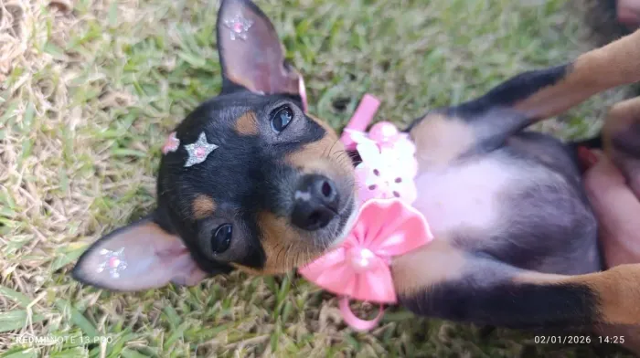 Pinscher 0 macho e fêmea 