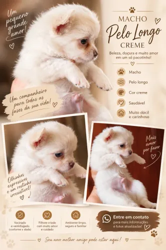 Chihuahua Machinho