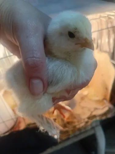 Pintinhos Brahma