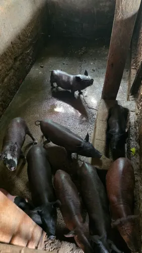 Leitões raça basset puros e mestiças