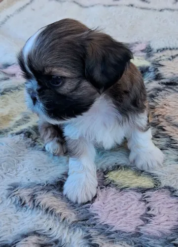 Lindos machos de shihtzu