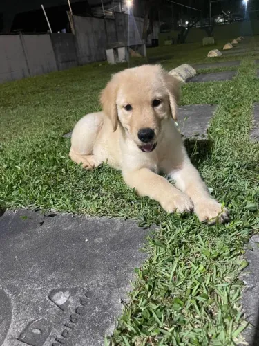 Filhote de golden retriever