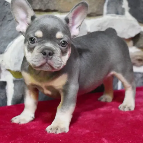 BullDog Francês: Procurando um companheiro Leal e cheio de personalidade?