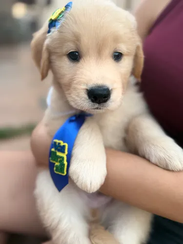 Filhotes de golden retriever