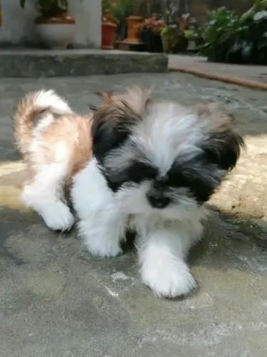 Shih tzu Oportunidade para quem está pesquisando seu próximo cão