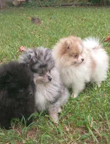 Filhotes de Lulu da Pomerania anão
