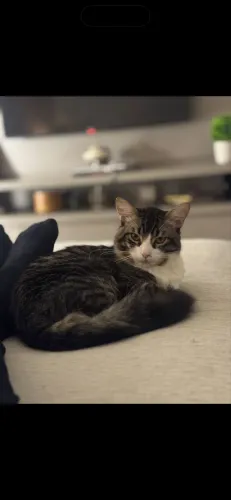Doação gato macho 11 meses