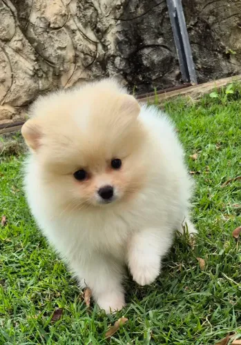 Spitz alemão fêmea pedigree cbkc 10  sem juros