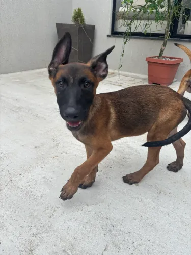 Pastor Belga malinois