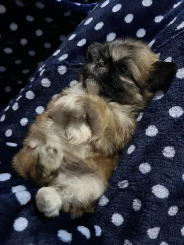Vende-se cachorro shih tzu