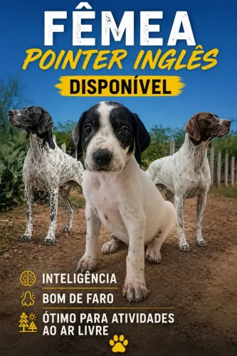 Pointer inglês