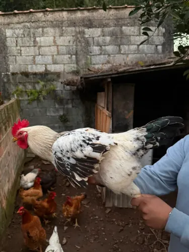 Galo novo