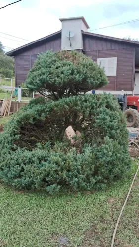 Planta para jardim.