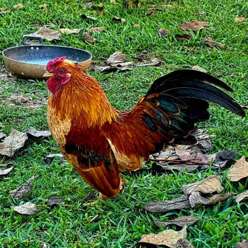  MINI GARNIZÉ