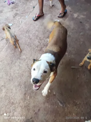 DOAÇÃO de filhotes - Pitbull - Bullterrier