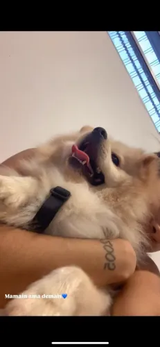 Lulu da pomerania