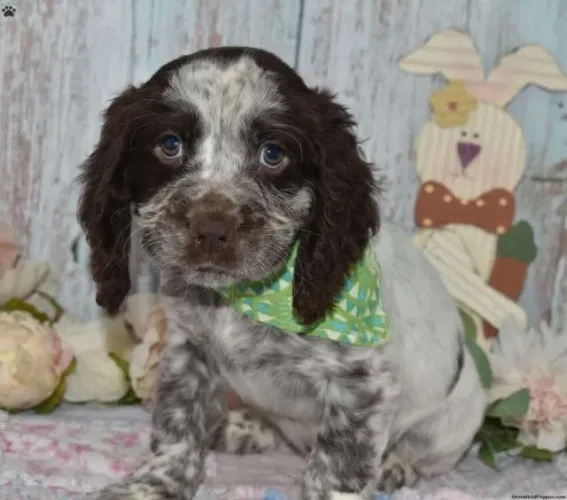 O Cocker Spaniel perfeito para sua família! Chama no WhatsApp e escolha o seu.