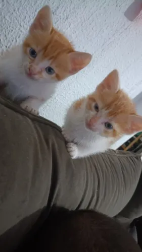 Doando gatinhos