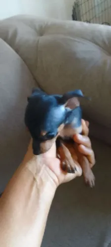 Pincher macho