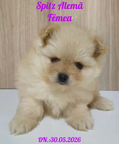 Spitz Alemã fêmea