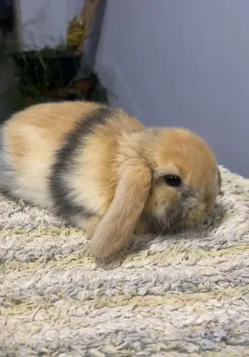 Vendo coelhos mini lop Mach/fêmea
