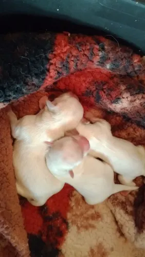 Maltês lindos filhotes fêmeas, somente venda 