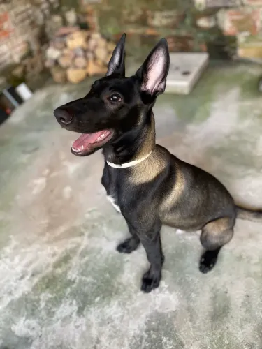Pastor belga Malinois 