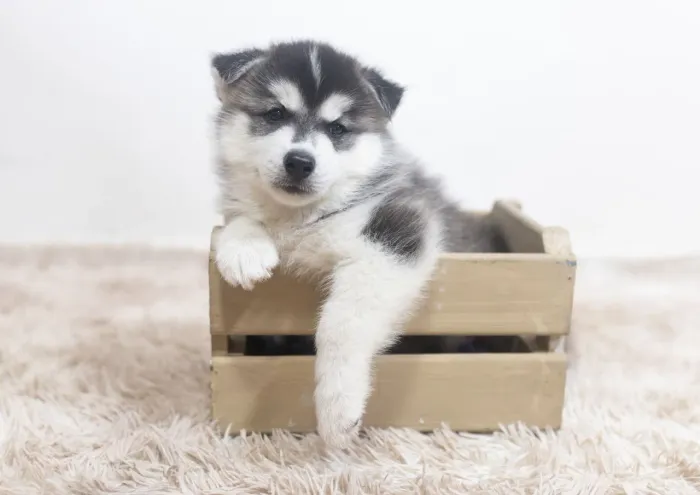 Filhote de Husky siberiano macho 