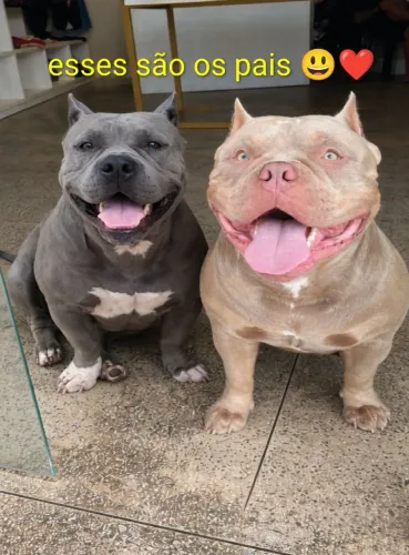 Vende-se Filhote de Américan Bully 