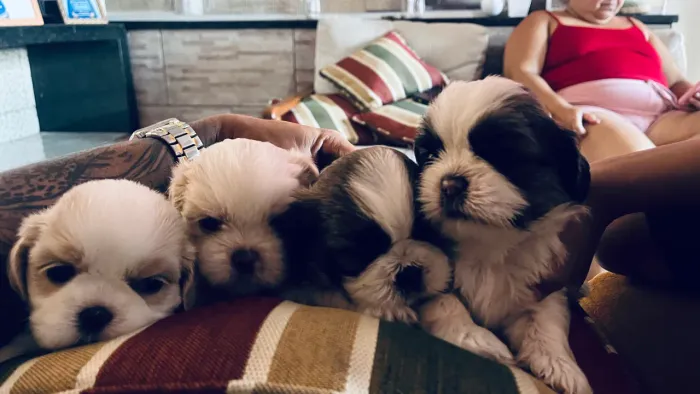 Filhote de Shih Tzu