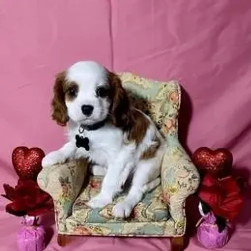 Cavalier King Charles Spaniel,Cavalier King Charles Spaniel Filhote Linda Linhagem Disponí