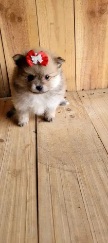 lindos filhotes de spitz alemao o lulu da pomerania lindo ideal para sua rotina