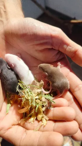 Camundongos pet