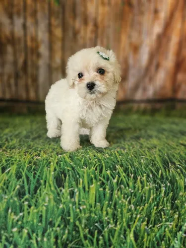 Poodle toy fêmea 