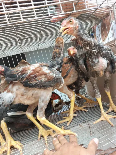 frangos indio gigante disponível