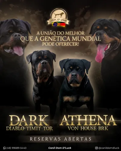 Filhote de Rottweiler 